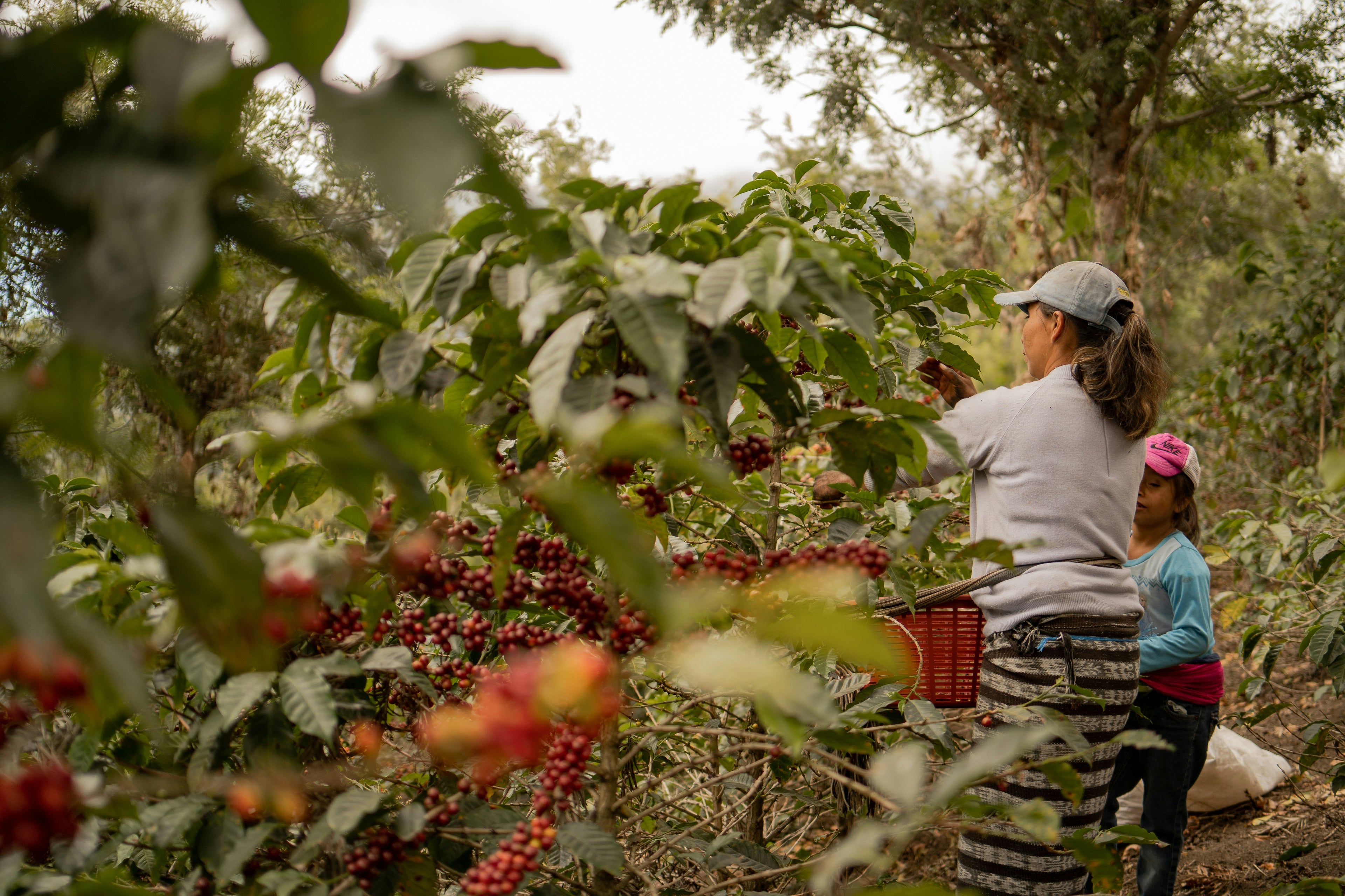 Two people working in a coffee plantation with coffee berries on the trees.